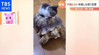 生後１か月の子猫 カメと仲良し姿に反響【Nスタ】