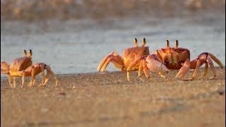 Watch them run! Googly-eyed crabs at sunrise, Montego Beach, Mozambique