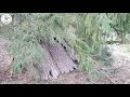 End of video