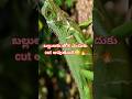 Why does the lizard cut the tail 🤔😳#shorts #facts #telugufacts #ytviral