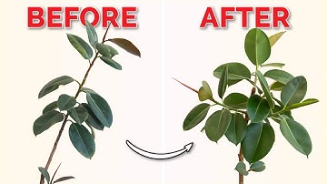 How to Make Your Rubber Plant Bushy with a Simple Pruning Secret