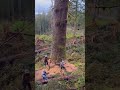 #Non-professionals please do not imitate #logging #tree felling #forest #ytshorts #shorts