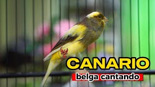 Canario Belga Cantando #200 Canto de Canário Belga para Esquentar Qualquer Canário Frio