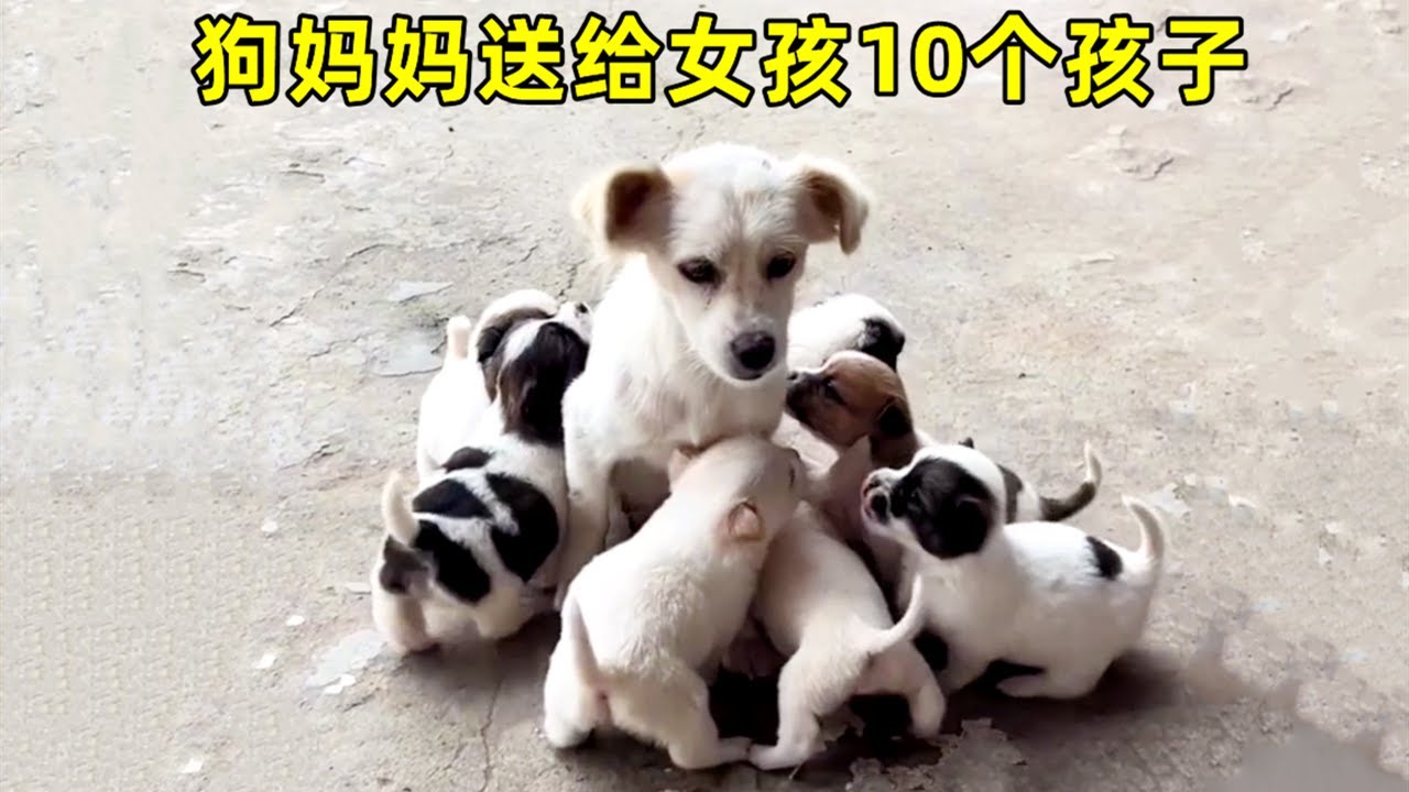 好心女孩救了狗狗一家，狗妈妈冒雨前来感谢，将10个孩子都送给女孩