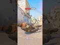 DUST 2 LONG GOAT FLASH #cs2 #counterstrike #cs2clips #faceit10lvl #pov