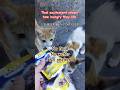 187 FEEDING STRAY CATS