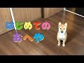 柴犬（豆柴）みかん｜初めて飼い主のベッドを見た時の子犬の反応