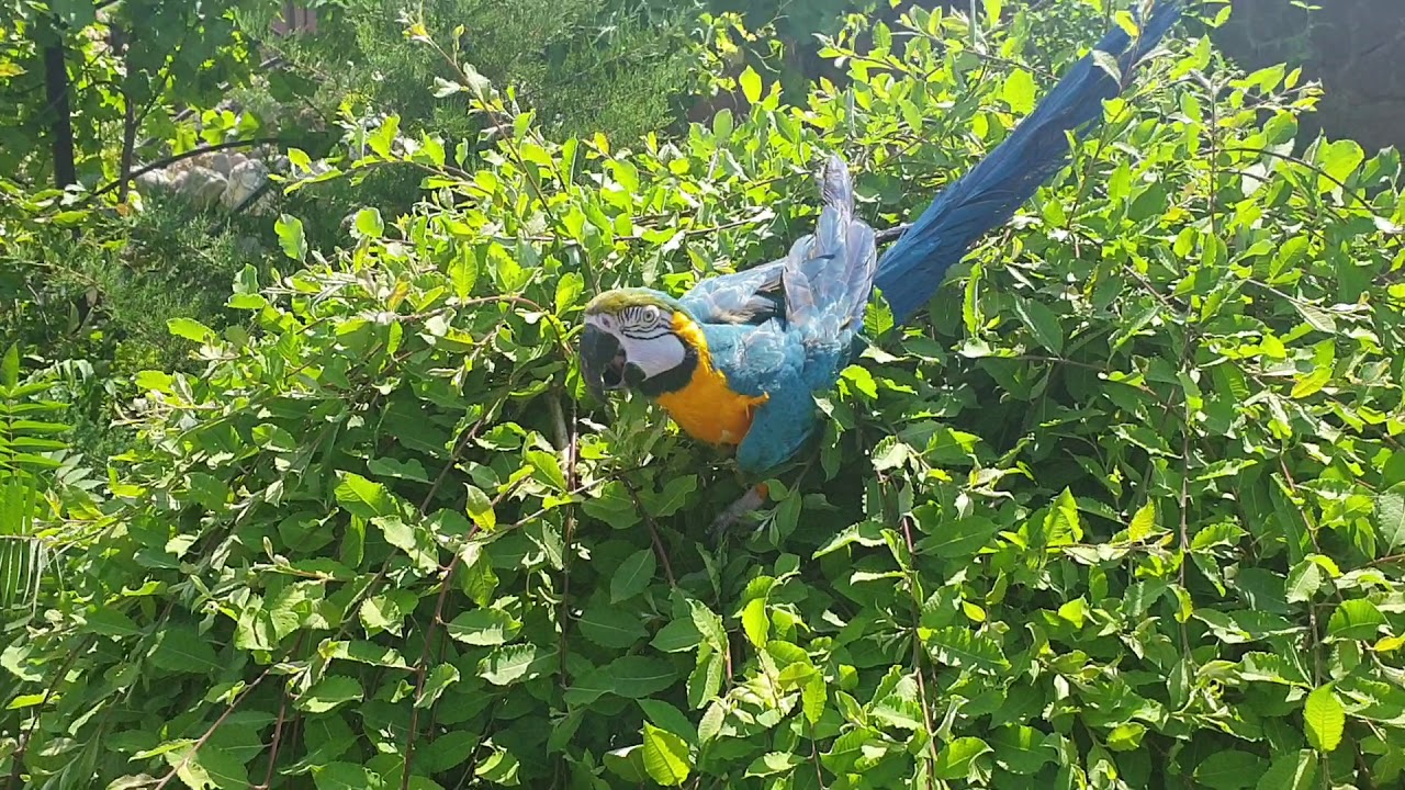 Попугай Ара убежал и гуляет в саду!How Hyacinth Macaw grow up from eggs until  free fly in Russia