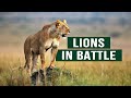 The apex predators fighting to feed their 21 lion family  pride in battle  full documentary