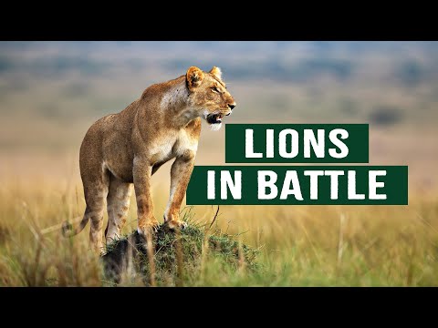 The Apex Predators Fighting To Feed Their 21 Lion Family | Pride In Battle | Full Documentary