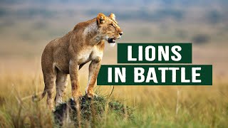 The Apex Predators Fighting To Feed Their 21 Lion Family | Pride In Battle | Full Documentary screenshot 5