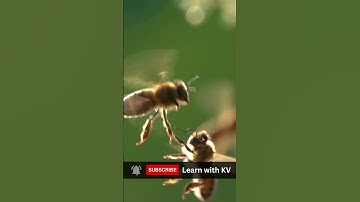 Honey Bee Swarm. मधुमक्खी झुण्ड । #honey #bee #swarm #shorts