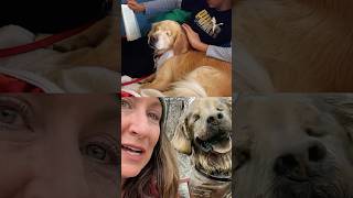 Smiley the Blind Therapy Dog