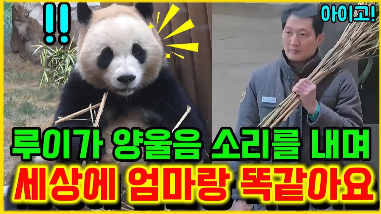  1월 16일 에버랜드 세컨하우스 엄마랑 목소리가 똑같아요 너무 예뻐요 😍 햇살루이 