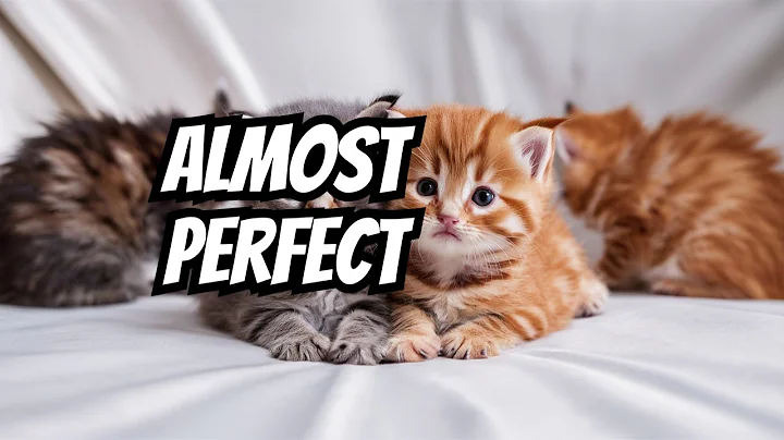 Watch the video about Cute Kittens Fight 😸 😍 ♥️ 💕 l persiancat l kitten l
