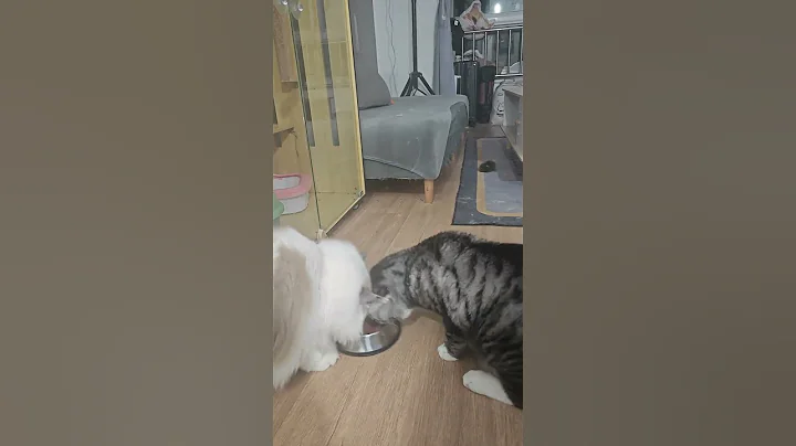 Video 6324581: food tabby cat, tabby cat white, tabby cat black white, cat food adorable, hilarious cat