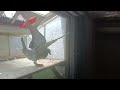 Der 3. Jungtierflug 2023 / 3. race of the youngsters