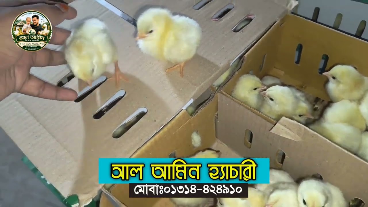 এক দিন বয়সের বয়লার মুরগির বাচ্চা বিক্রি করা হবে