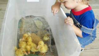 Part 1 - 2½ Year Old Cooper Meets 6 Easter Ducklings Before Egg Hunt @ 32 Months