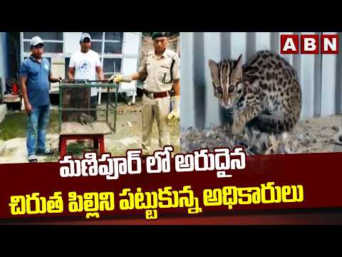 మణిపూర్ లో అరుదైన చిరుత పిల్లిని పట్టుకున్న అధికారులు | Rare Asian leopard cat found in Manipur |ABN - ABNTELUGUTV