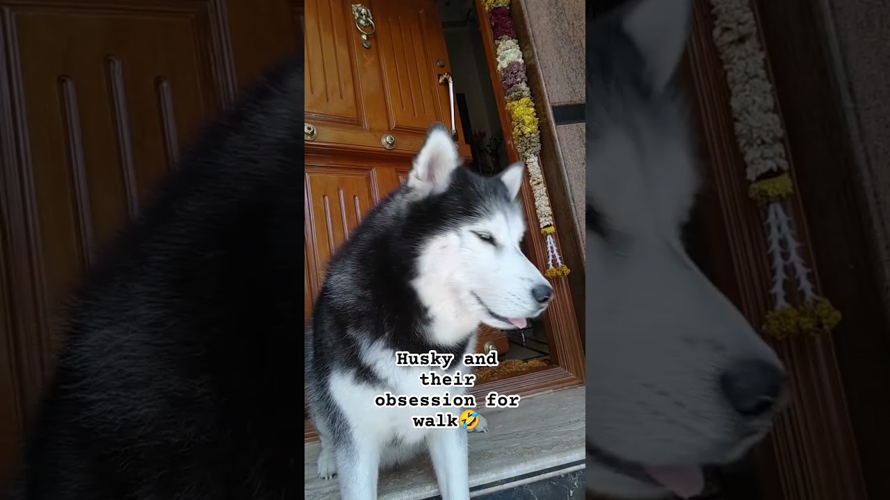 Walk time Drama 🤣 