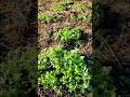 ❄️ Frosty New Year. Cold Hardy Crops. North Florida Zone 9a #allnatural #garden #foodforest