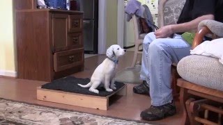 English Setter Puppies  Positive Reinforcement Training  12 26 15