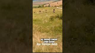 Çobanın Ayı Ile İmtihanı, Sürüye Daldı Ivideoları Ürüsü