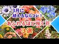 【ガーデニング】園芸店にも続々入荷！３月から植えるならコレ！すぐに花いっぱいが楽しめるオススメの花３選の紹介！プロから学ぶ！あしかがフラワーパーク・フラワーガーデン泉