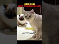 去勢された猫は偽のタマをもらい、本物みたいに大事にし始める！