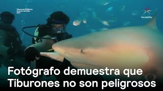 Tiburones en peligro de extinción - Denise Maerker 10 en punto -