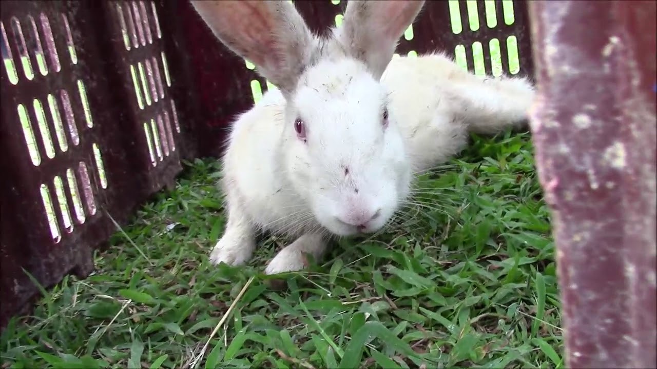 Rabbit fighting and chasing - YouTube