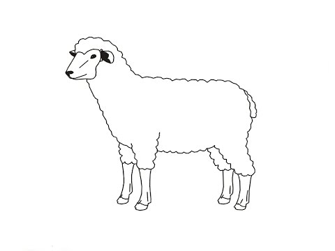 Видео: Как да нарисувате овца