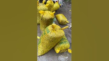 Ngày 500-1 tấn ốc bưu vàng thu mua SLL 0939399283 giá cao