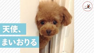 ドアを開けて、会いに来てくれるワンコ♡【PECO TV】