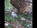 CYCLE COMPLETE: Alpha Golden Eagle Chick Finalizes Nest Biomass Recycling ⚡🦅 #eagle #eaglecam