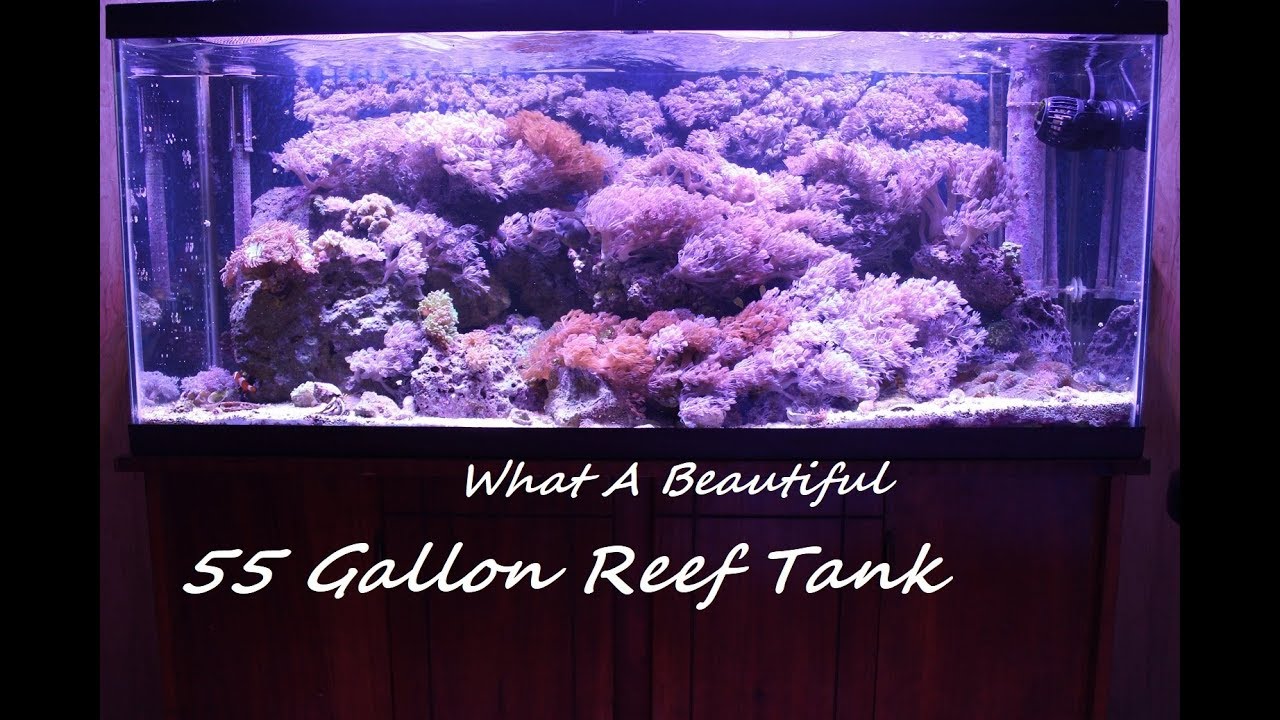 Beautiful 55 Gallon Reef Saltwater Tank Angelfish Damsel Maroon