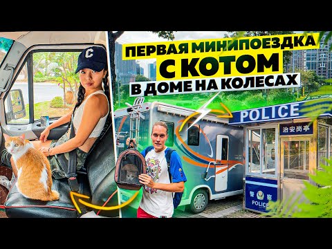 Видео: Pet Scoop: Кошка переживает путешествие на контейнеровозе, плавая пума поймали на видео