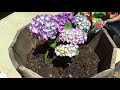 绣球花的移植栽种 How To Plant The Hydrangea