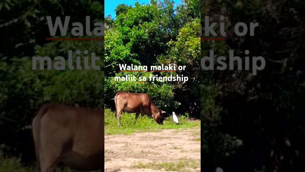 The Main Animals on Grass Island (Tap Mun)are Feral cattle,including brown cattle and water buffalo.