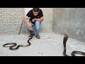 أهم وأخطر وثائقى عن أفاعى الكوبرا المصرية ( Naja haje) Egyptian Cobra  مع احمد الدكرونى