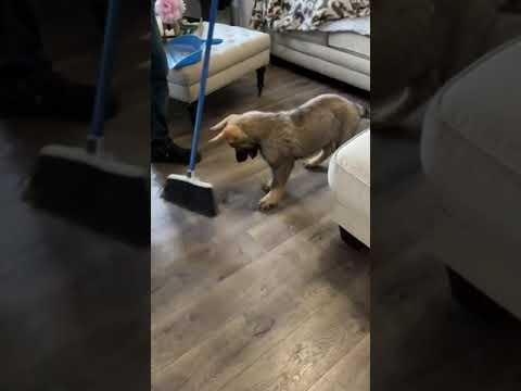 Video: Adoptable Hund der Woche - Kiwi