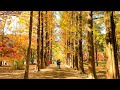 [4K] Colorful Autumn on Nami Island Walking Full Tour 2020 South Korea 경기도 가평군 남이섬의 아름다운 가을 산책 투어