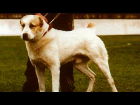 Видео: Нохойн цээжний хөндий дэх идээ