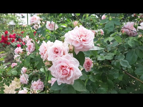 Vídeo: Cultiu De Roses En Tests Al País
