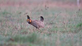 Greater Prairie Chickens Booming at the Buena Vista Prairie Chicken Meadow