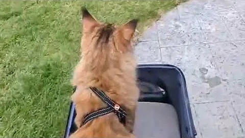 Watch the video about Mainecoon Cat trying to attack Samoyed dog, Crazy cat stroller adventure TikTok live stream replay