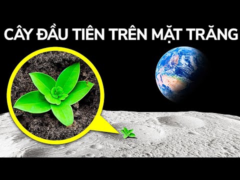 Video: Sử dụng cây cối và bụi rậm để thu hút sự chú ý của mùa đông