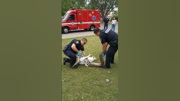Brave Officers in Tense Rescue of Cat from Snake