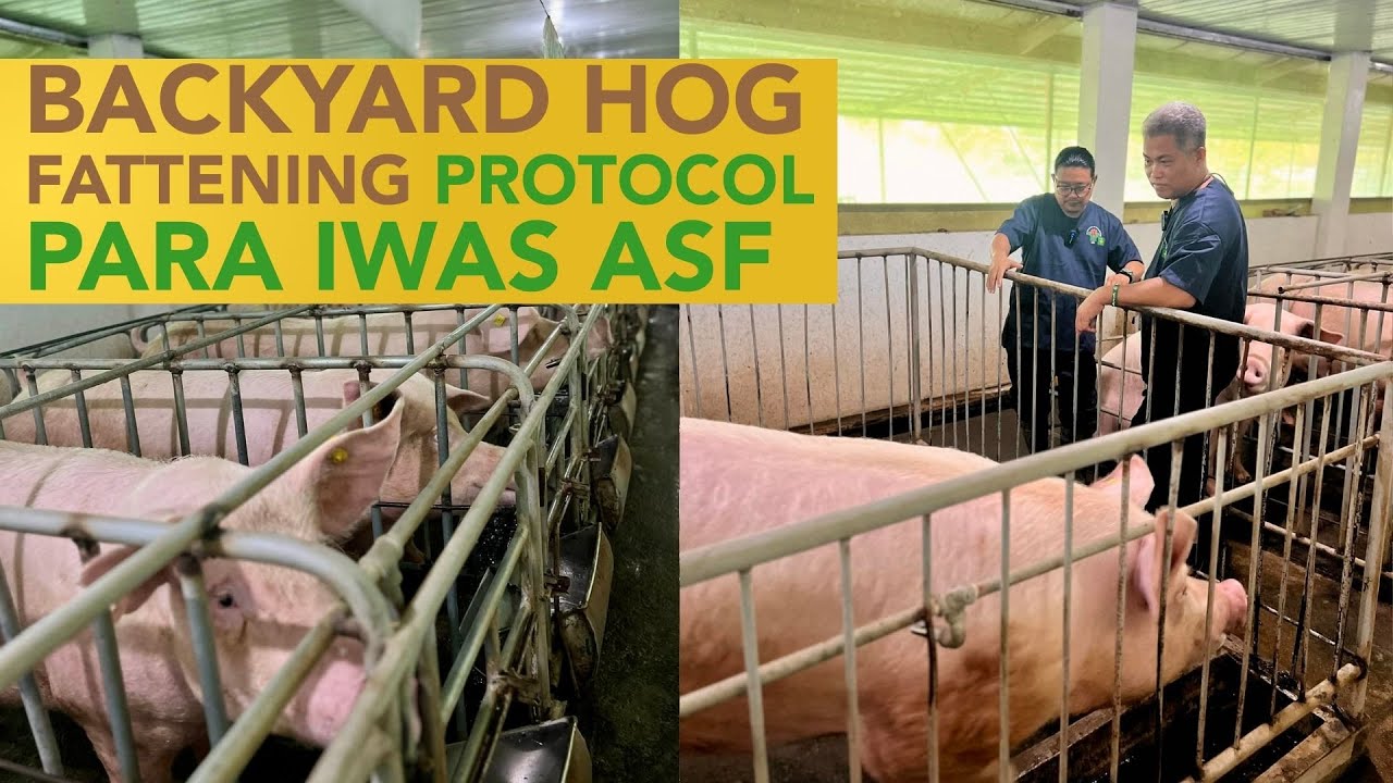 Bagong Pamamaraan ng Backyard Hog Fattening: Protocol para Makaiwas sa ASF